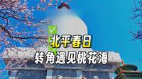 我在北海公园，和你交换一个春天，桃花盛开春和景明
