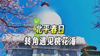 我在北海公园，和你交换一个春天，桃花盛开春和景明