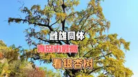 以往冷冷清清的竹子庵，为啥突然爆满？难道都是为了它？