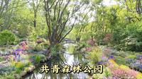 打卡上海公园界的天花板，共青森林公园，莫奈花园原来长这样