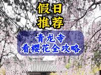 周末好去处，西安青龙寺假日看樱花全攻略