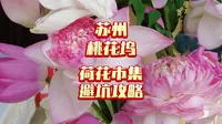 苏州桃花坞荷花市集真实测评，避坑攻略！