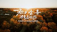 来泽普金湖杨邂逅秋日“金”喜