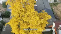 合肥庐江，汤池镇果树老街，一棵千年古银杏树，点亮了一方山水。