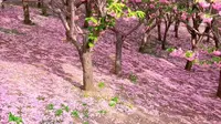 大连植物园樱落美不美，今天早上，来打卡吧