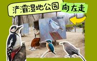 我是来到了西安的啄木鸟公园吗？浐灞湿地公园观鸟向左走！