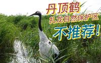 走3公里，看20只丹顶鹤飞3秒钟-扎龙自然保护区！不推荐！