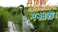 走3公里，看20只丹顶鹤飞3秒钟-扎龙自然保护区！不推荐！