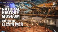 【英语微纪录片】重庆自然博物馆：20 万件标本藏着地球与人类的真相，标本比标语更动人