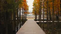 鱼尾洲湿地公园｜航拍电影感｜初冬的色彩