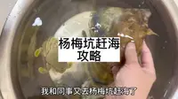 杨梅坑赶海经验分享，大潮的时候去赶的
