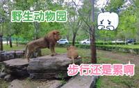 秦皇岛市区和北戴河中间有个野生动物园，人被关在笼子里观赏动物