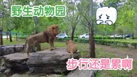 秦皇岛市区和北戴河中间有个野生动物园，人被关在笼子里观赏动物