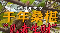 泉州开元寺1300年的桑树结“桑葚”