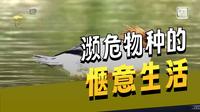 央视关注！2025候鸟迁徙！鹰潭龙虎山泸溪河迎来首批越冬中华秋沙鸭。