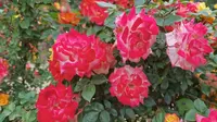 ‖青岛市黄岛区齐长城百果园‖月季花和蔷薇绽放的季节‖看花好去处‖vlog挑战季