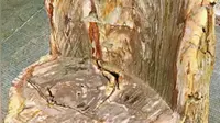 上海东方地质科普馆，科普小课堂，硅化木