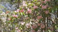 5月30普达措杜鹃花