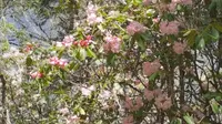 5月30普达措杜鹃花