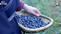 1958.贵州：央视麻江蓝莓广告视频