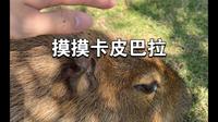 南宁园博园的卡皮巴拉情绪真稳定