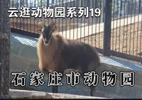 【云逛动物园系列】19.石家庄市动物园