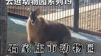 【云逛动物园系列】19.石家庄市动物园