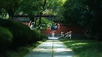 包公园的夏与荷