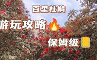 百里杜鹃｜第二期！普底景区！超详细！！保姆级！！视频攻略！！