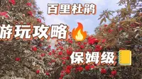 百里杜鹃｜第二期！普底景区！超详细！！保姆级！！视频攻略！！
