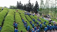 【金华市】11.金华市武义县王宅镇花田美地景区 花田