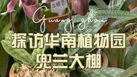 探访华南植物园兜兰大棚