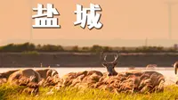 东方肯尼亚🫎盐城追星观鹿两日自驾游攻略