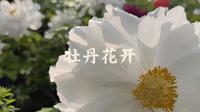 【旅游vlog】洛阳第三站：国际牡丹园