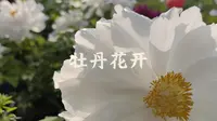【旅游vlog】洛阳第三站：国际牡丹园