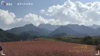 蓝田荞麦岭