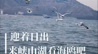 迎着日出看海鸥！这个冬天就来潍坊峡山湖吧 #潍美四季坊华无限 #风筝故乡山海潍坊 #更好潍坊 #峡山湖