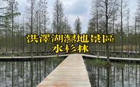 洪泽湖湿地景区——水杉林