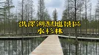 洪泽湖湿地景区——水杉林