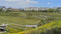智游8088贵州毕节奢香古镇梯田花海