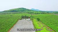 421218B01万亩茶园·茶园里梦想小镇（3A茶园、羊楼洞青砖茶文化、俄罗斯风情）