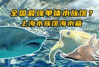 国内最强单体水族馆？上海海洋水族馆海水篇！