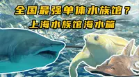 国内最强单体水族馆？上海海洋水族馆海水篇！