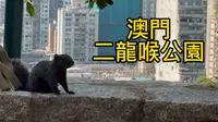 【澳门旅行Vlog】：二龙喉公园的缆车索道、动物园与半山运动场