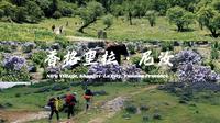 沉浸式徒步第一集｜云南尼汝｜带你身临其境徒步45KM，三天两夜，趁春日赏杜鹃之旅！