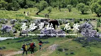 沉浸式徒步第一集｜云南尼汝｜带你身临其境徒步45KM，三天两夜，趁春日赏杜鹃之旅！