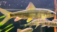 泰山赤鳞鱼