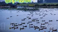 【合肥北乡双河景区】视频已打包，欢迎围观！