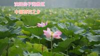 被誉为中国荷花之乡的沈阳仙子湖景区，大片荷花盛开，景色太美了