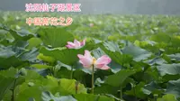 被誉为中国荷花之乡的沈阳仙子湖景区，大片荷花盛开，景色太美了